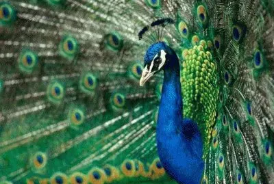 pavo real