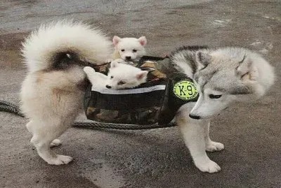 â™¥ jigsaw puzzle