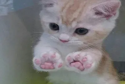 gatito