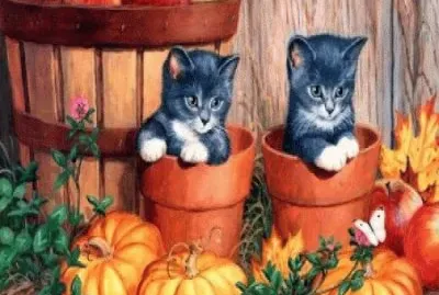 gatitos
