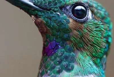 ANIMALES jigsaw puzzle