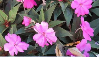 ×¤×¨×—×™× jigsaw puzzle