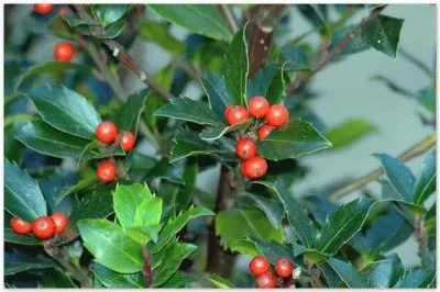 פאזל של flores