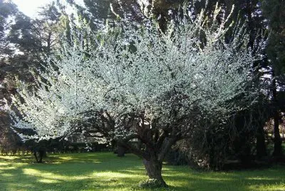 primavera