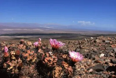En FiambalÃ¡. Catamarca. Argentina