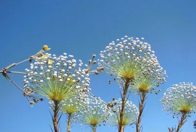 Natureza