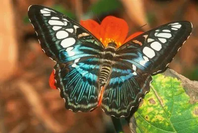 mariposas