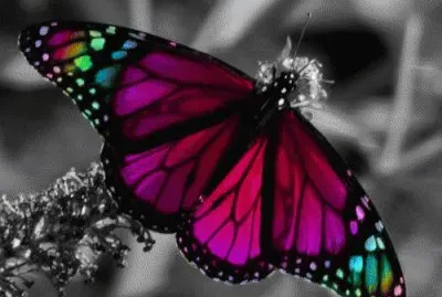 mariposas