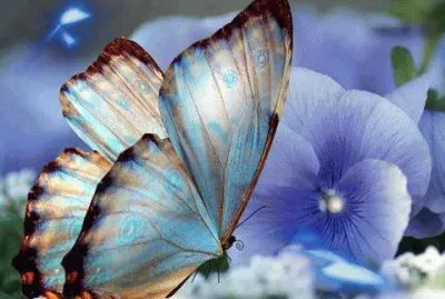 mariposas