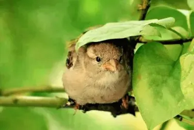 פאזל של ×¦×™×¤×•×¨
