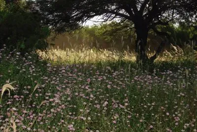 En Forres. Santiago del Estero. Argentina