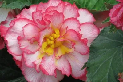 begonia jigsaw puzzle