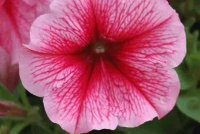 petunia jigsaw puzzle
