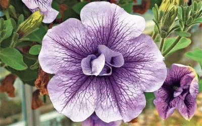 petunia jigsaw puzzle