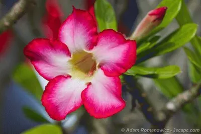petunia jigsaw puzzle