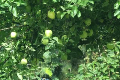 Lots of apples this year!
