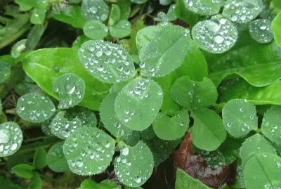Clover in the morning dew