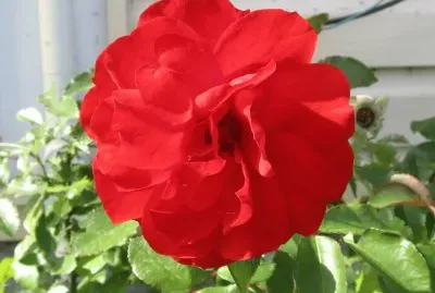 Really red rose!