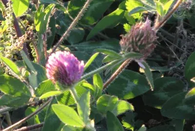 Purple thistle