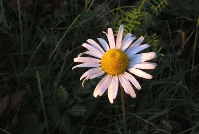 Daisy at dusk