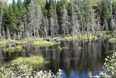 Even a swamp can be scenic!