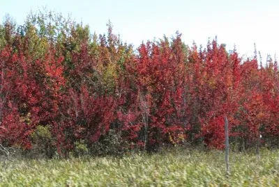Fall colours are starting !