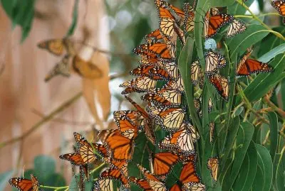 mariposas