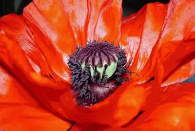 amapola jigsaw puzzle