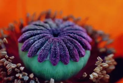 amapola jigsaw puzzle