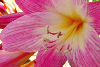 amaryllis jigsaw puzzle