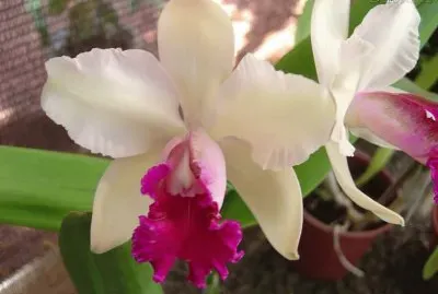 flores jigsaw puzzle