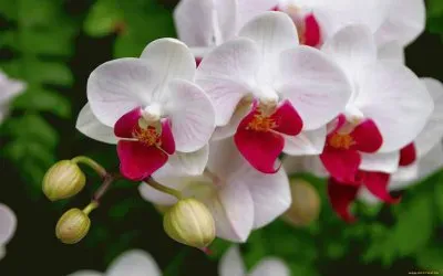 flores jigsaw puzzle