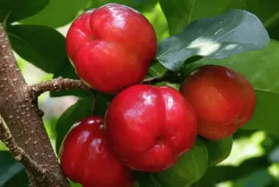 acerola