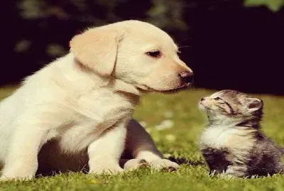 â™¥â™¥ jigsaw puzzle