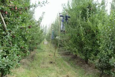 En Cipolletti. RÃ­o Negro. Argentina