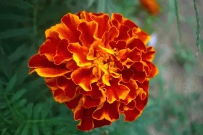 rose d 'inde jigsaw puzzle