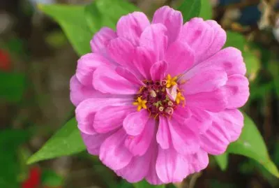 Zinnia jigsaw puzzle