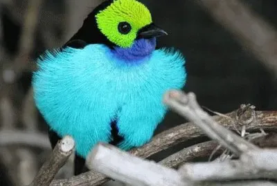 tanager210