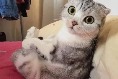 gato 44