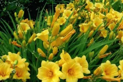 hemerocallis jigsaw puzzle