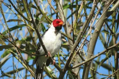 cardenilla jigsaw puzzle