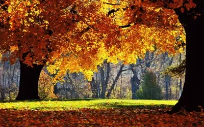 otoÃ±o