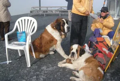 ç‘žå£«æ•‘é›£çŠ¬ jigsaw puzzle