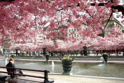 jardin