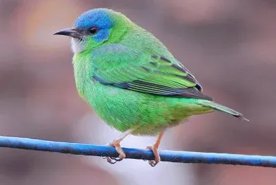 dacnis cayana jigsaw puzzle