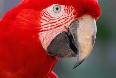 guacamayo jigsaw puzzle