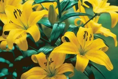 lilium jigsaw puzzle