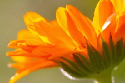 calendula jigsaw puzzle