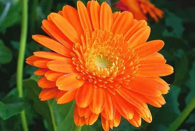 calendula jigsaw puzzle