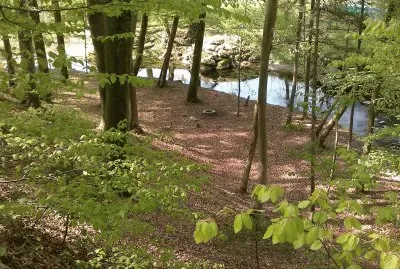 Waldspaziergang